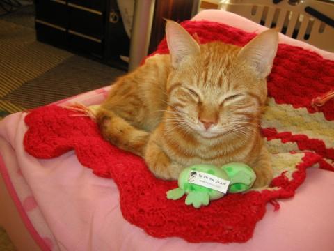 綺麗な長い尻尾、お目めもパッチリ