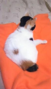 三毛猫のジャパニーズボブテイルで