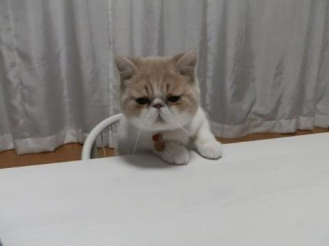 エキゾチックショートヘアの6ヶ月