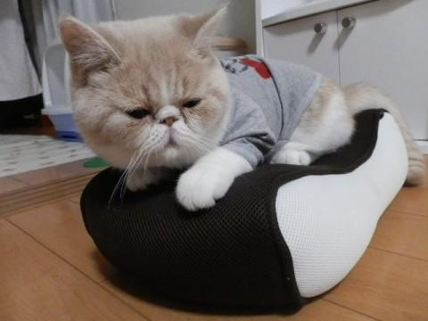 猫]東京都の里親募集 エキゾチックショートヘアの6ヶ月