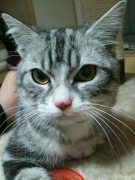 キジ、マンチカン足長ダビー。外見