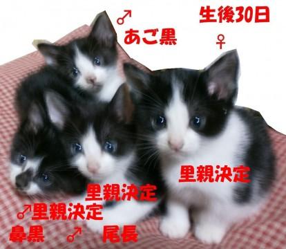 白黒系の4匹子猫で元気に飛び回っ
