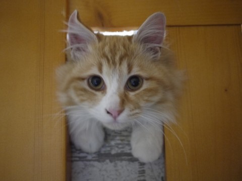 きなこは、かなり長毛です。
毛
