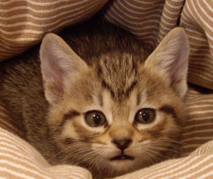 他の兄弟猫に比べ小さめですが、元