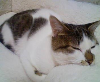 おとなしい女の子です。
他の猫