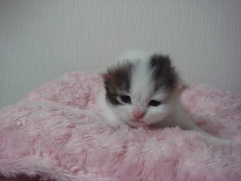 まだ性別などは不明ですが、母猫が
