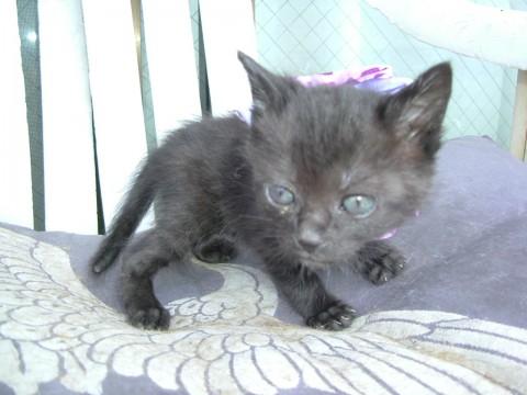 拾った時には黒猫にみえましたが、