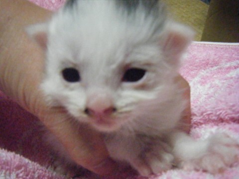 ３月３０日生まれ。
白くて少し