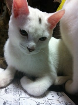 賢い。きかん坊。でも甘えん坊。