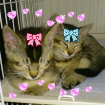 オス　メス　2カ月です。
トイ