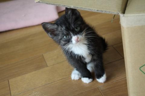 白×黒トラというのでしょうか？