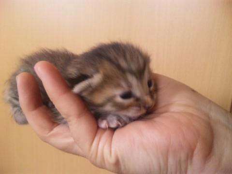 キジトラです。お腹が白い子もいれ