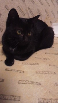 大人しく落ち着いた性格でとても飼