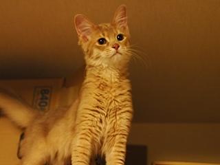 描種はソマリです。血統書にはフォ