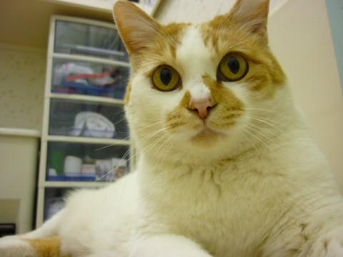 毛色：茶トラ白

去勢済み