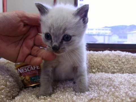 種類は、不明ですが雑種だと思われ