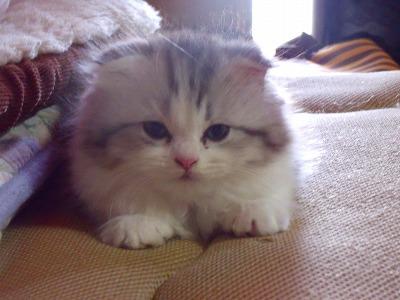 スコとチンチラのミックスです。