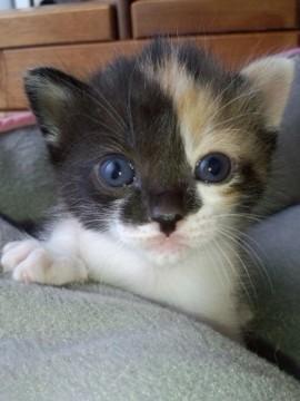 三毛猫ちゃん可愛い過ぎ☆