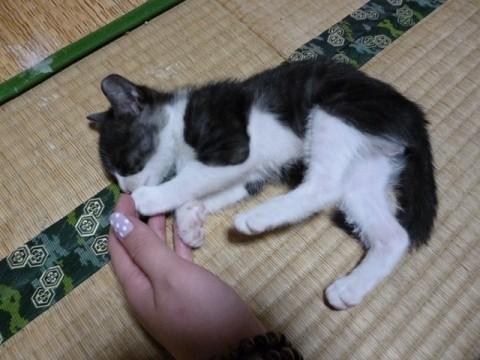 靴下を穿いたような柄です。
少