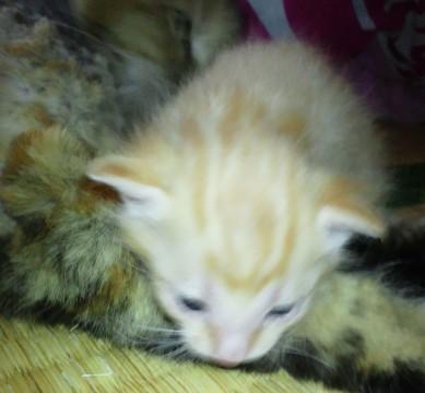 ペルシャmixの親猫の子猫は里親