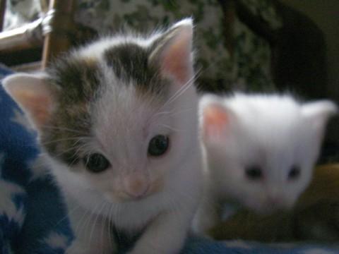 三毛猫で頭と尻尾がミケ模様で体は