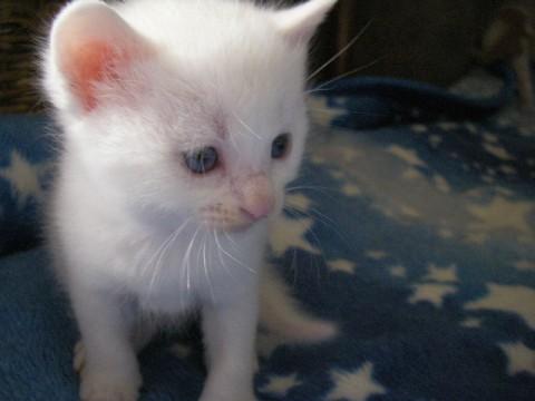 白猫のオスです。
尻尾は真直ぐ
