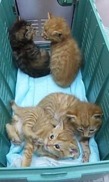 チャトラのオス2匹、きじとらのメ