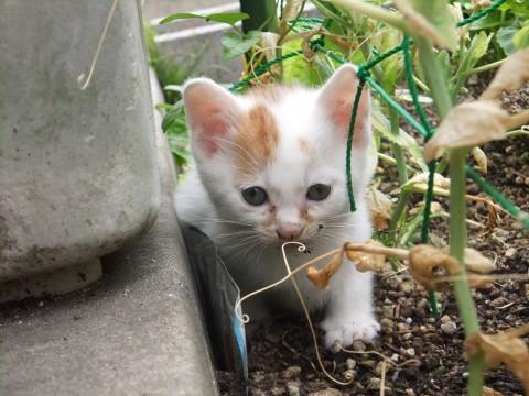 ・毛の色は白色です。
・拾う前