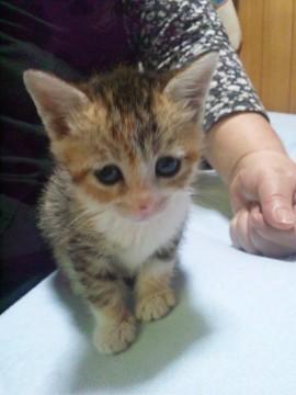 かわいい三毛猫ちゃんです。
元