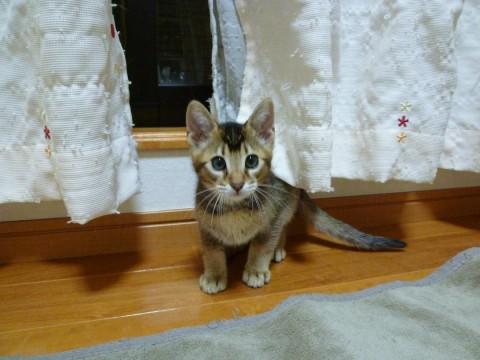 父猫：ベンガル
母猫：アビシニ