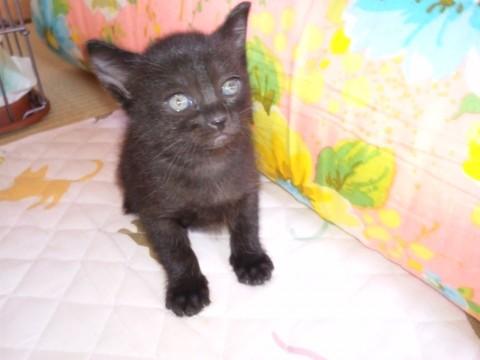 よく見ると、黒と濃い黒の縞模様。