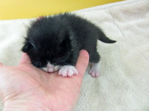黒白のハチワレちゃんです。
前