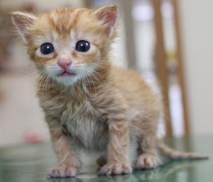 茶トラのオス2匹で、しっぽは2匹