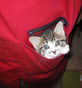 可愛いチョビひげがチャームポイン