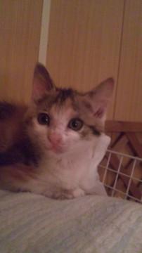 ミケトラの模様です＊

かな