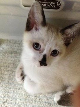 目は綺麗なブルー
鼻先・耳・尻