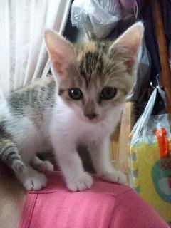 かわいい三毛猫ちゃんです。