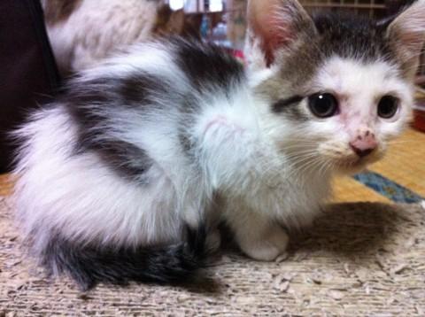 頭の模様がオカッパみたいで可愛い