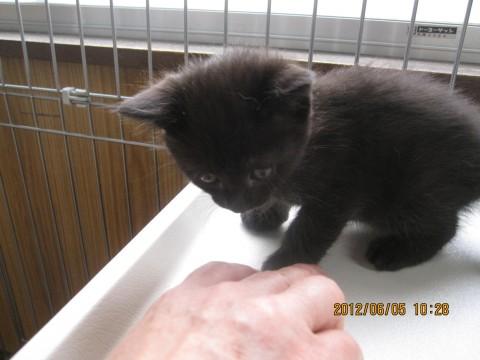 比較的大人しく、他の子猫が砂を掛