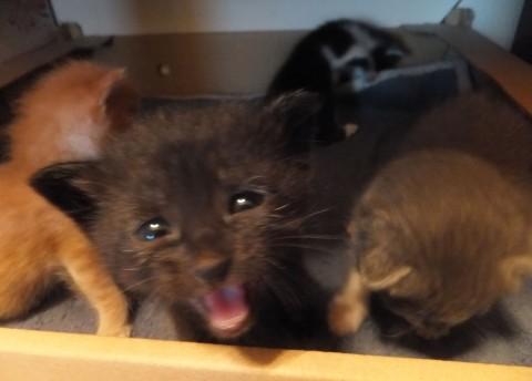 黒：♀。黒猫の可愛さ満載。目がウ