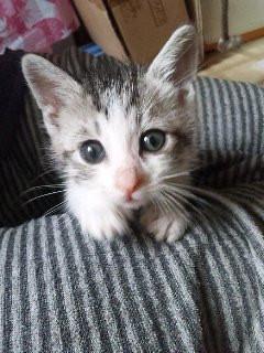 元気でやんちゃな男の子です。