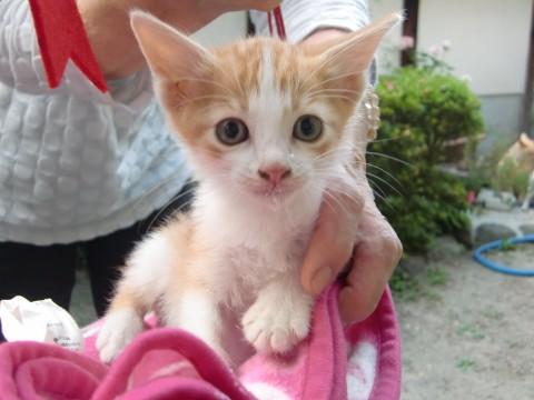 目が丸くとってもかわいいです
