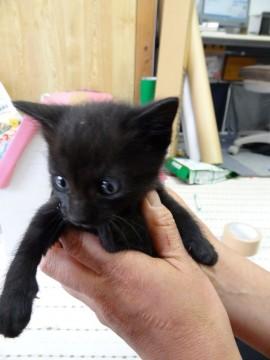 甘えん坊のクロ猫の女の子です。
