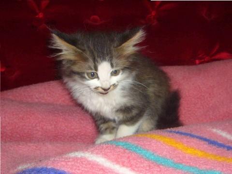 洋猫ぽく、毛がフサフサしています