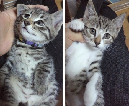 オスとメスのトラ縞の仔猫２匹です