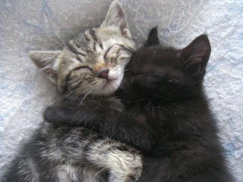 トラ猫なんですが、模様が縦縞で、