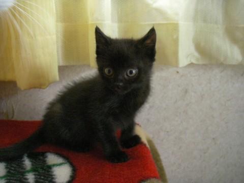 黒猫尻尾が真直ぐで長いです。
