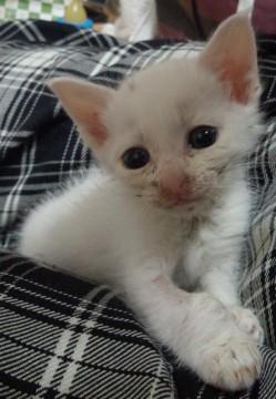 体は小さめで、食も細いです。鳴き