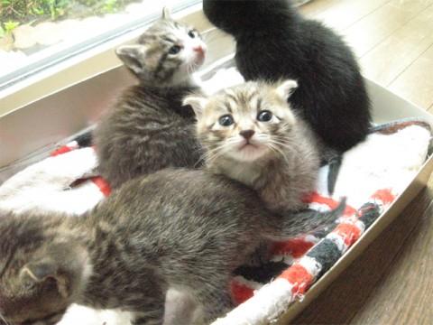 キジトラ３兄妹、ソックス（毛が少