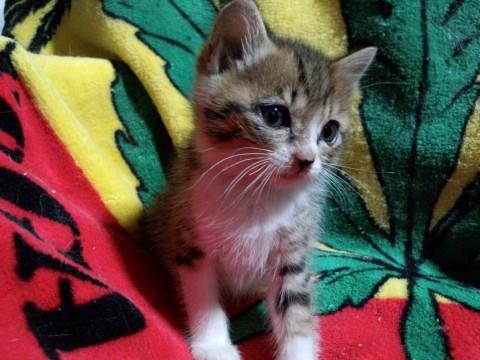 ブラウンタビー
昔から幸運を呼